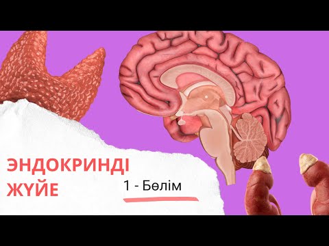 Видео: эндокринді жүйеге кіріспе| гипоталамус, гипофиз 1 - бөлім