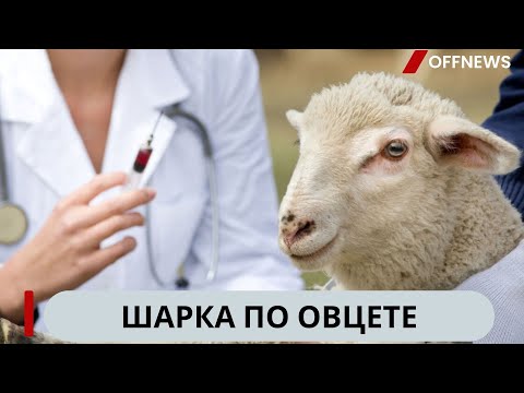 Видео: Шарка по овцете. Ще се избиват ли пак животни?