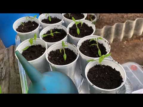 Видео: Использование укоренителя при пикировке и перевалке рассады томатов.