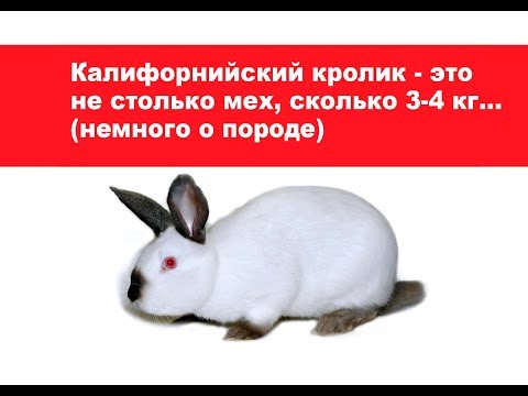 Видео: Калифорнийский кролик - это не столько мех, сколько 3-4 кг... (Немного о породе)