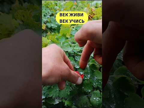 Видео: как собирать росу ⚠️