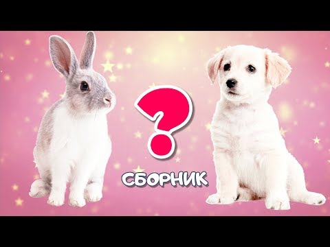 Видео: Сборник про Животных - 18 минут🐣🐇Викторина - Развивающие Мультики для Детей