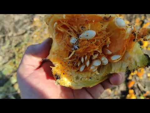 Видео: 🎃Комбайн доопрацьовано, результат вражає!!!😎P.S. Бєлка-Стрєлка - Ви були праві!🧐👍