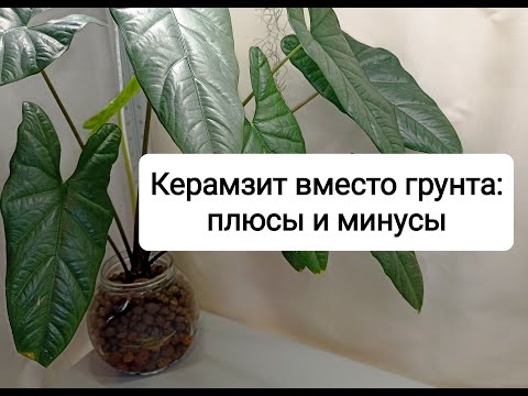 Видео: Керамзит вместо грунта: плюсы и минусы