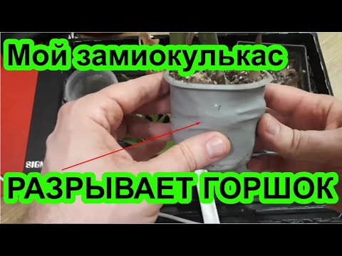 Видео: Замиокулькас. Путь от черенка до готового куста. Размножение замиокулькаса. Отвечаю на вопросы
