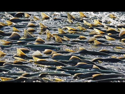 Видео: РЕКА КИПИТ ОТ РЫБЫ! ТАКАЯ РЫБАЛКА В ПЕРВЫЙ РАЗ. Жор хищника после нереста.