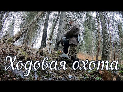 Видео: Ходовая охота на боровую дичь. Фотоловушки. Один в тайге. ЗСЛ.