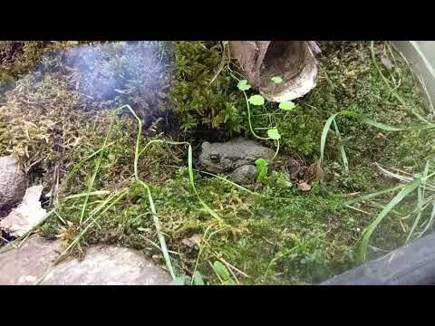 Видео: Серая жаба, Рижский Зоопарк.