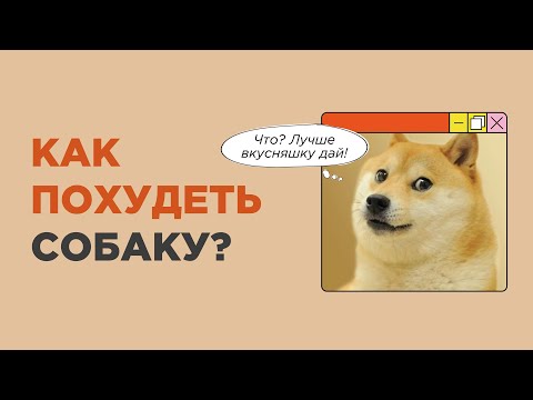Видео: Что сделать, чтобы собака похудела? Лишний вес у собаки