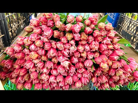 Видео: Колумбус все! Активна робота в підвалі з тюльпаном.🌷