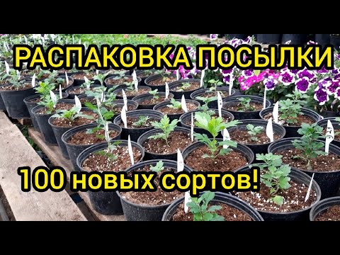 Видео: Получил посылку - 100 сортов хризантемы!!! Высадка в горшки.