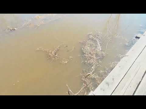 Видео: Усть - Чая.. Обзор  одной  улицы..