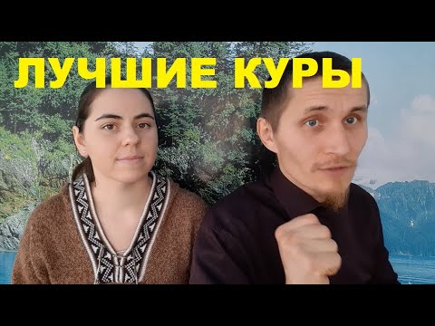 Видео: ЛУЧШИЕ КУРЫ для новичка.
