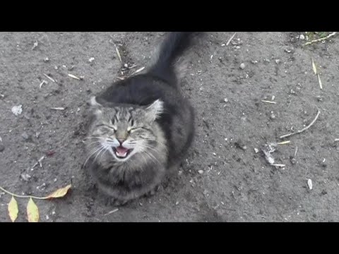 Видео: МУСЯ. ГАРАЖНЫЙ КАФЕТЕРИЙ У СМУТЫ. СВАРТКА И ТОРТ [БЛОГ #3] #дача #кафе #муся