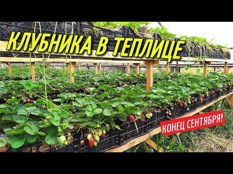 Видео: КЛУБНИКА В ТЕПЛИЦЕ/Конец сентября.