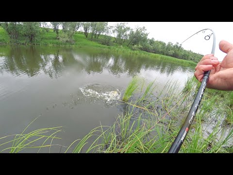 Видео: Не ожидал, что в этом болоте полно рыбы!!! ЩУКИ ХОТЬ МЕШОК ЛОВИ!!!