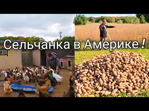 Видео: ВОТ ВАМ НАСТОЯЩАЯ АМЕРИКА !!!