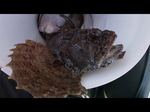 Видео: КАМБАЛА ГНЕТ УДОЧКИ / У ФЕДОРА НОВАЯ СНАСТЬ / МОРСКАЯ РЫБАЛКА / ЧТО ЗА РЫБА ?