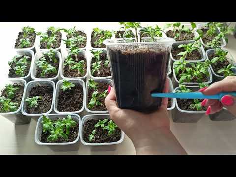 Видео: Уход за рассадой томатов через 2 недели после всходов.м-н ДАЧА г.Каменск-Уральский.05.04.2024 г.