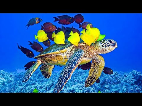 Видео: Музыка для души 🌿 Нежная лечебная музыка здоровья и для успокоения нервной системы