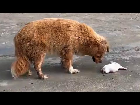 Видео: Она умоляла меня глазами — не за себя, а за щенка