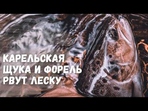Видео: РЫБАЛКА В КАРЕЛЬСКОЙ ГЛУШИ. Злая карельская щука и форель рвут леску и гнут спиннинг в дугу!