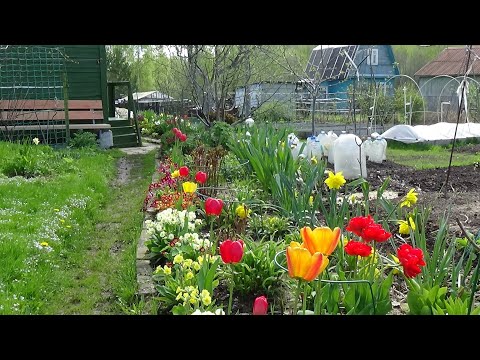 Видео: Обзор дачи  в мае 2022 Кострома