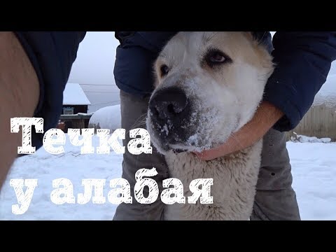 Видео: АЛАБАЙ ТЕЧКА
