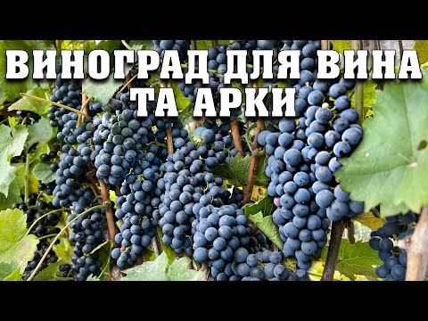 Видео: Огляд технічних сортів для вина та арку. Надійні та морозостійкі