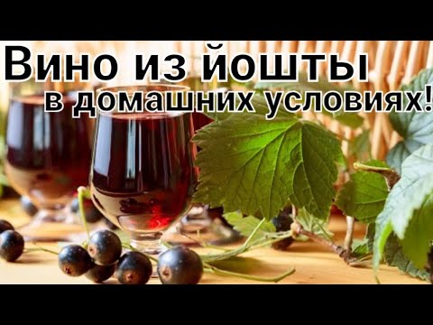 Видео: Вино из йошты. Вино из чёрной смородины.Вино из ягод в домашних условиях! Часть первая.