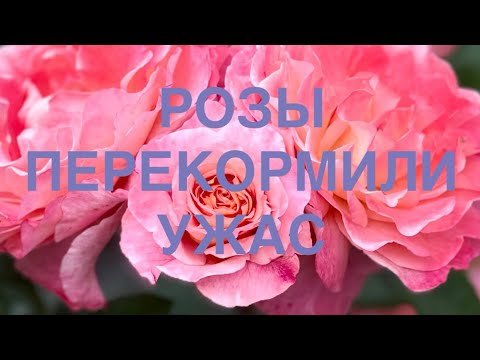 Видео: ПЕРЕКОРМИЛА  РОЗЫ … УЖАС.
