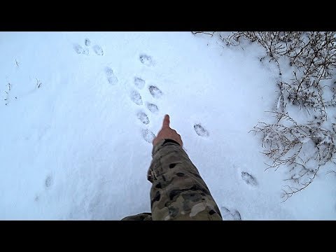 Видео: Охота на зайца. ВЫПАЛ ПЕРВЫЙ СНЕГ. Тропление. Зайца очень много.