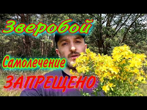 Видео: Зверобой! Лекарственное растение, которое может очень сильно, навредить Вашему здоровью!