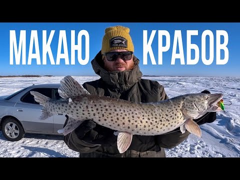 Видео: ЩУКА НА КРАБА. Зимняя рыбалка на щуку.