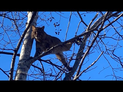 Видео: Отлов хищников в Пенсильвании, 2025–26, эпизод 6 #отлов рысей #отлов койотов #отлов лис