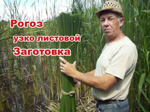 Видео: Рогоз узко листовой Заготовка