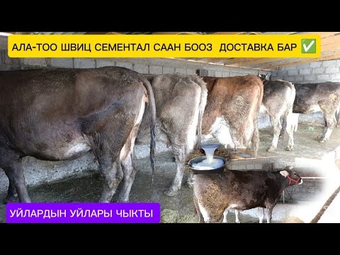 Видео: АЛА-ТОО ШВИЦ СЕМЕНТАЛ БООЗ СААН УЙЛАР ЧЫКТЫ САТУУГА КӨРҮҢҮЗ ЧҮЙ ОБЛУСУ БЕЛОВОДСКИЙДЕ 