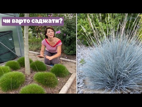 Видео: Чи варто саджати КОСТРИЦЮ🌾ФЕСТУКУ🌾ВІВСЯНИЦЮ?