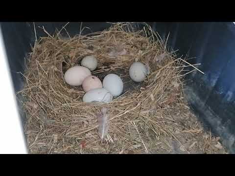 Видео: Квочки стали агрессивные. Кормление, обзор и сбор яиц. 