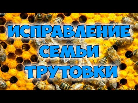 Видео: Исправление трутовой семьи  Пчеловодство для начинающих  Пасека