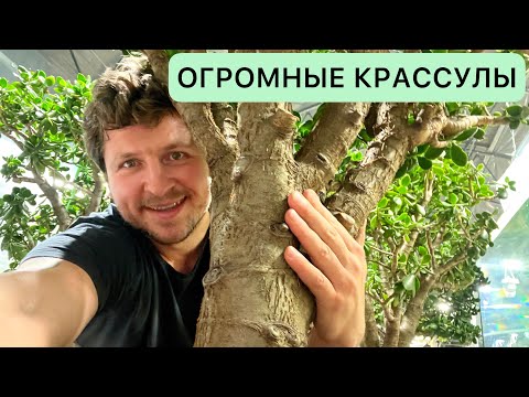 Видео: КРАССУЛА ГИГАНТ! ЕМУ 100 ЛЕТ!? ПОПОЛНЕНИЕ КОЛЛЕКЦИИ ДРЕВОВИДНЫХ ТОЛСТЯНОК. ДЕНЕЖНОЕ ДЕРЕВО CRASSULA