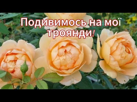 Видео: Троянди у вересні