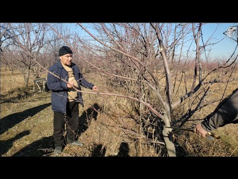 Видео: Алма бактарды. Биринчи жылы, ярусный бутоо жолуна салуу