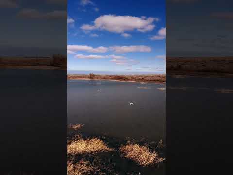 Видео: Белая цапля в низовьях реки Каратал. 📍 Каратальский район, область Жетысу.