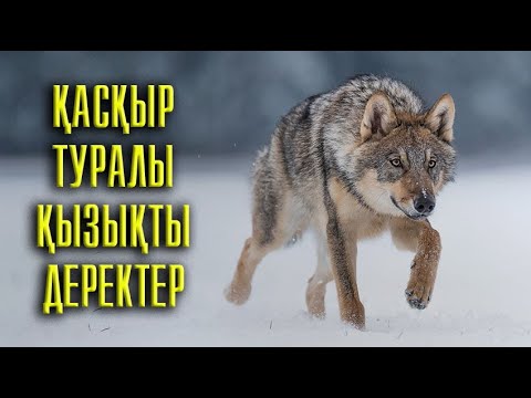 Видео: Қасқыр туралы ҚЫЗЫҚТЫ деректер!