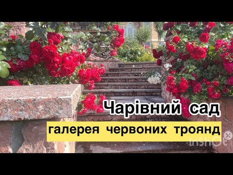 Видео: Сорти найкращих червоних троянд🌹🌹