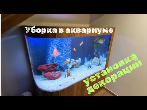 Видео: ГЕНЕРАЛЬНАЯ переборка АКВАРИУМА #коралл  #аквадизайн  #аквариум  #оформлениеаквариума #aquarium