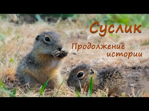 Видео: Суслик в Ломовском парке. С надеждой на будущее