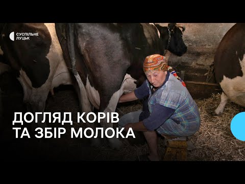 Видео: На Волині зменшилась кількість корів: як доглядають худобу люди і за скільки здають молоко