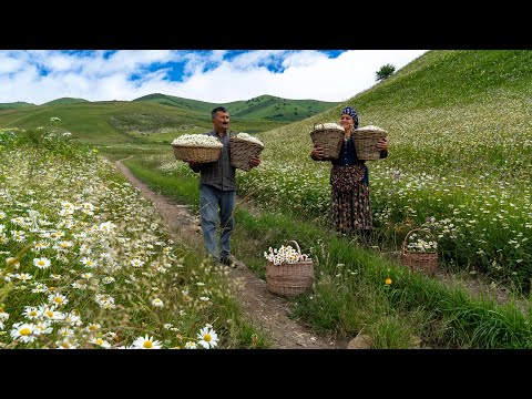 Видео: 🌼 Горный Урожай: Собираем Ромашку и Варим варенье 🍯